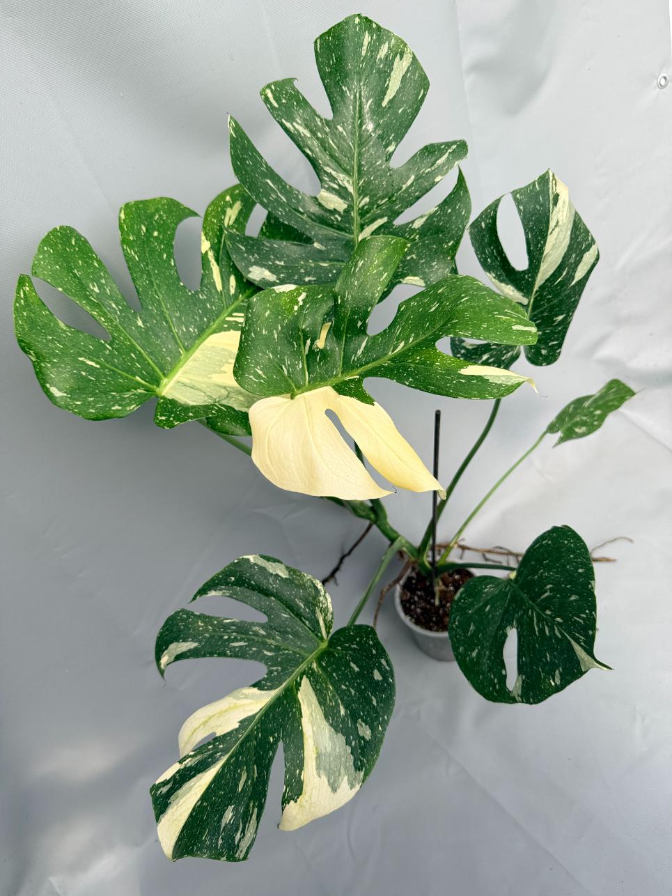 MONSTERA THAI CONSTELLATION