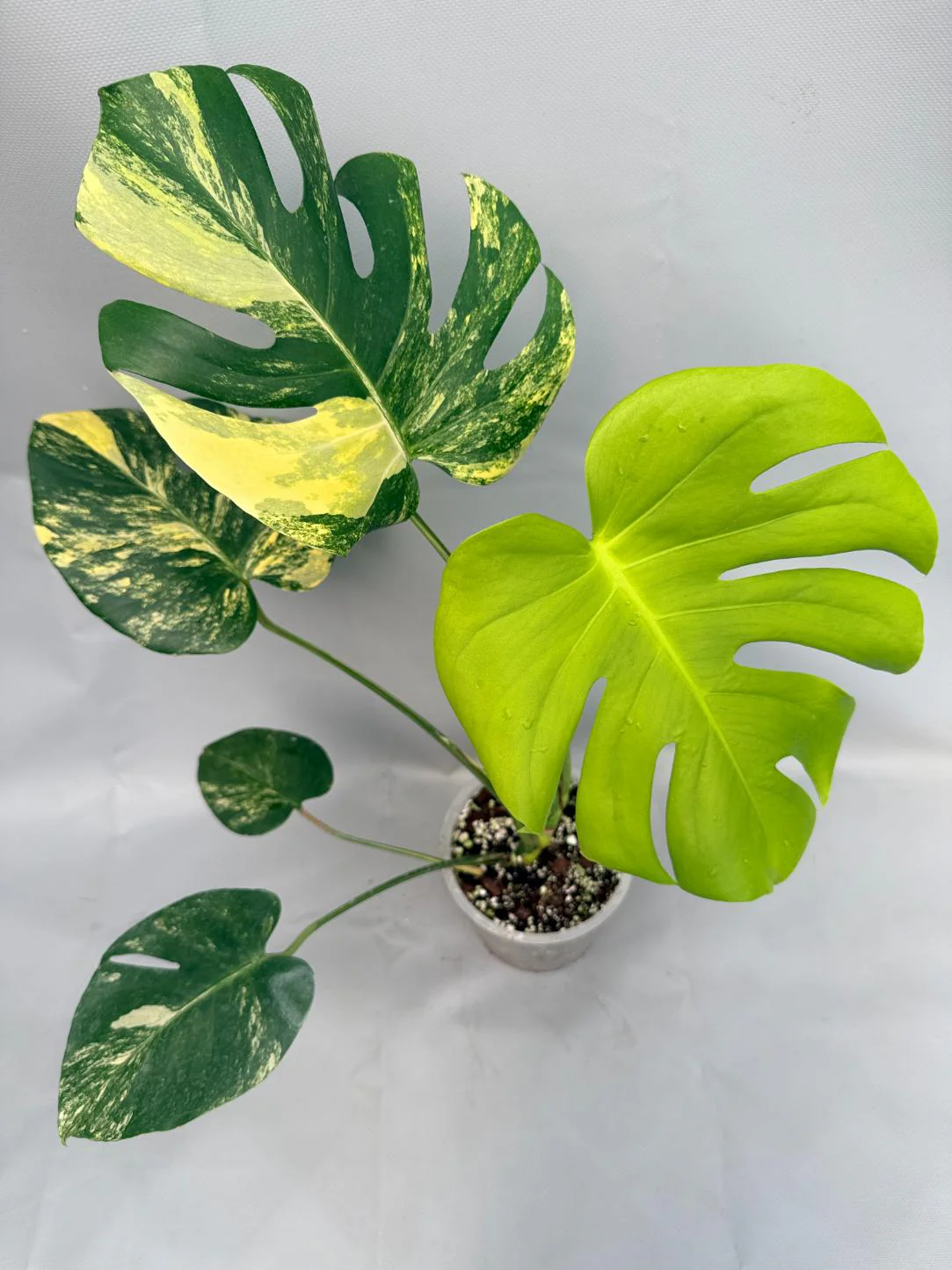 MONSTERA VARIEGATA